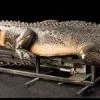 Distortions "Attack Alligator" Professional Halloween Animatronic -Cheap Horror Attire Store attack alligator professional halloween animatronic 28749963296816