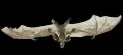 Morris "Brown Bat With Skull Head" Animal Prop