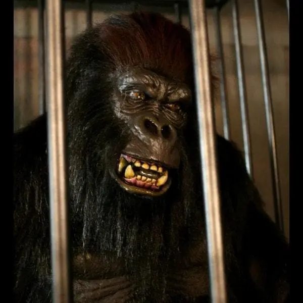 The Horror Dome "Gorilla In A Cage" Professional Halloween Animatronic 4 The Horror Dome "Gorilla In A Cage" Professional Halloween Animatronic - Image 2