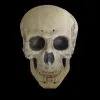 Morris "Human Skull" Life Size Halloween Prop
