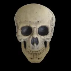 Morris "Human Skull" Life Size Halloween Prop