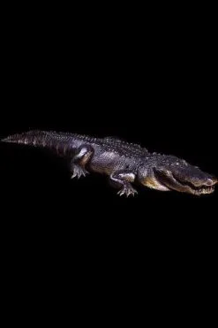 Distortions "Hungry Gator" Professional Halloween Animatronic