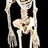 Morris "Rubber Skeleton" Hanging Halloween Prop - 5' -Cheap Horror Attire Store rubber skeleton hanging halloween prop 5 8179454017