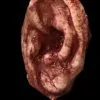 SpellBound FX And Art "Severed Ear" Halloween Prop