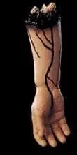 Morris "Severed Right Arm" Bloody Body Part Halloween Prop