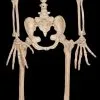 Morris "Werewolf Skeleton" Halloween Prop